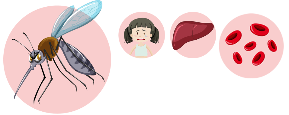 What is malaria?